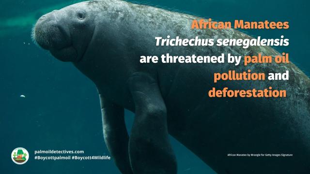 #African #Manatees are #vulnerable from #palmoil #cocoa #deforestation and the #pet and #zoo trade. Fight for them and #Boycottpalmoil  #Boycott4Wildlife https://palmoildetectives.com/2023/10/08/african-manatee-trichechus-senegalensis/ via 
