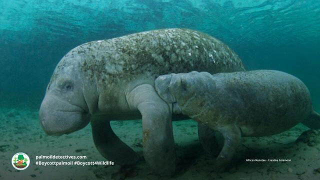 #African #Manatees are #vulnerable from #palmoil #cocoa #deforestation and the #pet and #zoo trade. Fight for them and #Boycottpalmoil  #Boycott4Wildlife https://palmoildetectives.com/2023/10/08/african-manatee-trichechus-senegalensis/ via 
