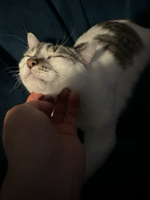 A cat sits on the couch and is scratched on the chin