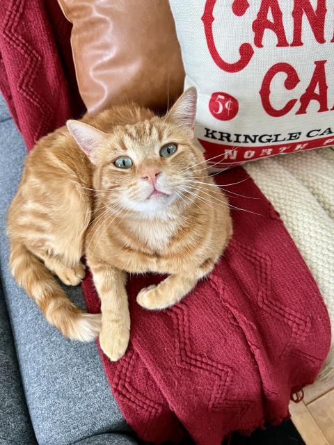 Gorgeous orange tabby sitting on a red blanket draped over a sofa cushion. He is looking up at my daughter with a “how can I help you “ expression in his sea-glass green eyes. 