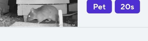 Large rat seen on a backyard camera... black and white. Beady little eyes. Giant. Big long tail.