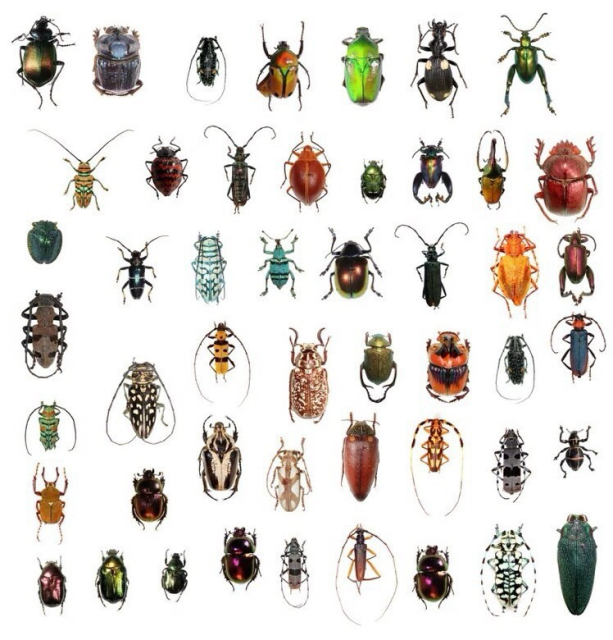 A beautiful and diverse set of beetles.