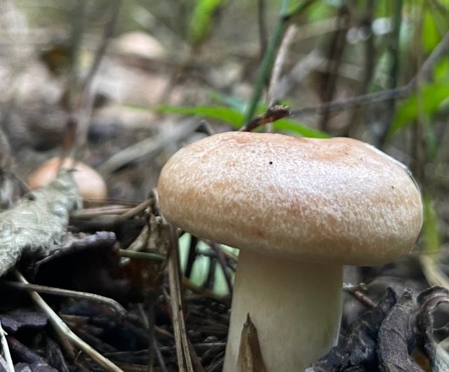 A close up to a mushroom that is short. The cap looks like a round sourdough bread. It's a light orangey-beige cap with some red splotches, and white texture. The stem is white, chunky and wide.