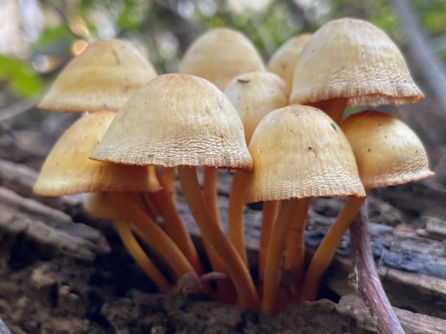 Some old mycena mushrooms growing in a cluster. The caps are like umbrellas, yellowish, with wrinkles along the edges. The stems are a candy-corn orange and much more thin.