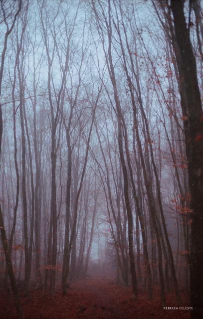 Photo of a forest of leafless trees in fog.