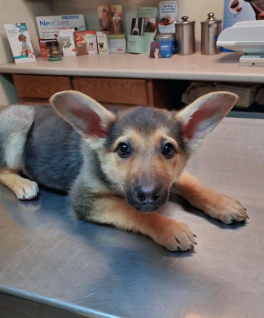 puppy at vet