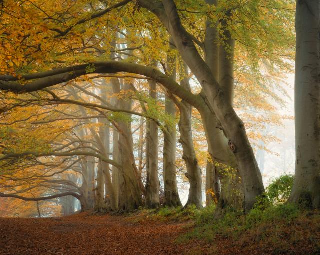 A tunnel of autumnal beech trees on the turn in the mist, with a beautiful range of colours in teh foliage, ranging from green to gold