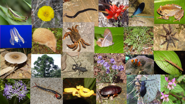 A collage of images of different species. Image credit: John J Wiens. 