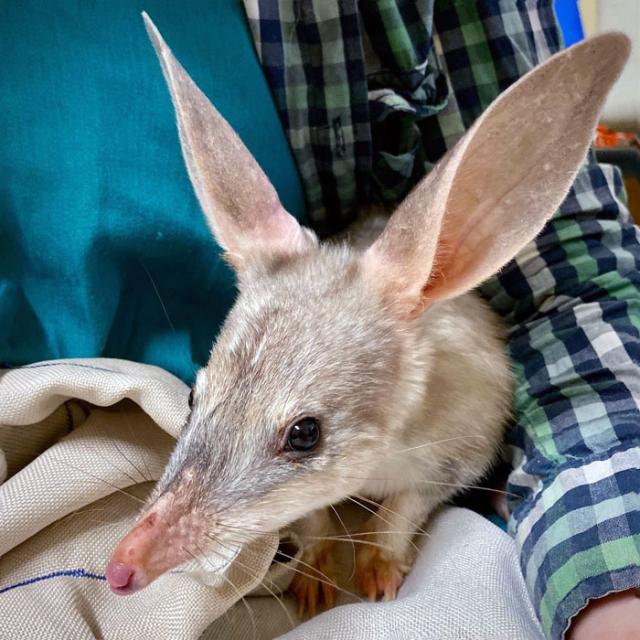 bilby