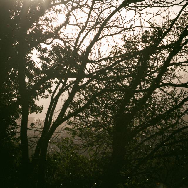 Trees catching the early morning sun. Through the trees the light catches the hazy air 
