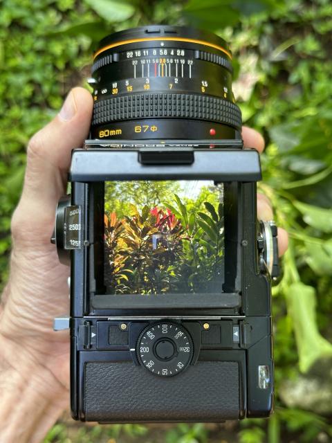 Looking down into the viewfinder of a Bronica SQ-A camera. Tropical vegetation is visible through the 80mm lens.