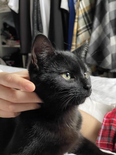 Black cat. His name is Jiji.