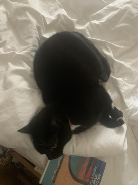 Black tuxedo cat lying sideways on a white bed. 