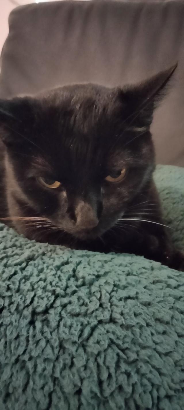 A serious black cat with one white whisker named Mordecai looks sternly at the camera.