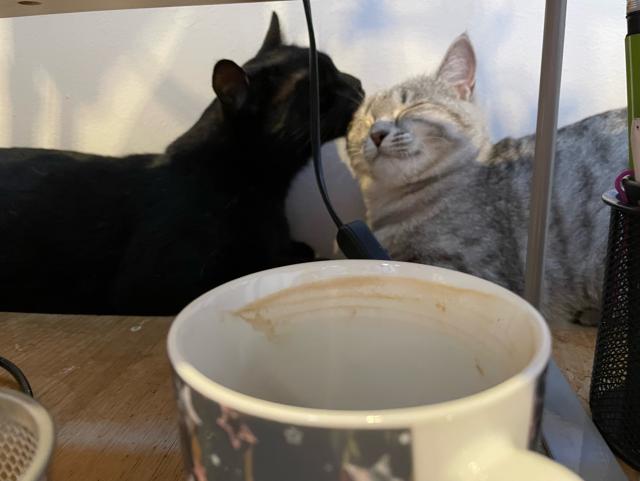 A black cat cleaning a light grey one, which is laying opposite it on the same heater next to my desk. In front is an empty coffee cup.