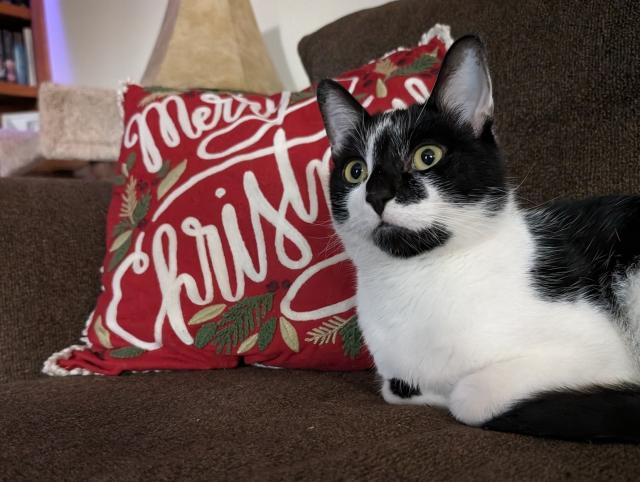 Smudge is sitting next to a pillow that says Merry Christmas on it