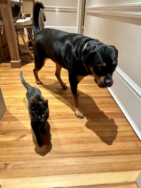 A Rottweiler and a tortoiseshell cat walking towards the camera next to each other.
