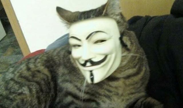An adorable cat with a Guy Fawkes (anonymous) mask