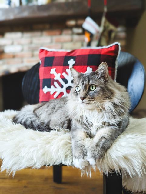 My cat, Teddy, sitting on a chair with a Christmas pillow behind him.