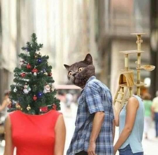 Meme showing a cat head on a man’s body. The cat is looking over his shoulder at a Christmas tree pasted over a woman’s body, but the cat / man is holding hands with a different woman’s body, which has a cat condo pasted over her head. 