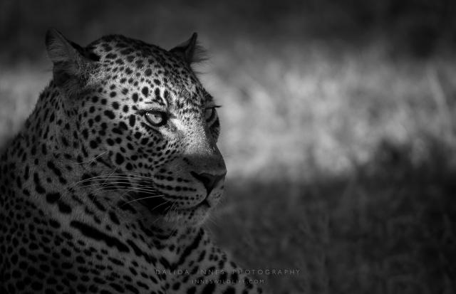 Pictured: Leopard in shadows by Dalida Innes wildlife photographer.

“If I could tell animal activists and conservationists something, I would say: Never give up! Once a species is gone that is a terrible loss to us all! #Boycott4Wildlife #Boycottpalmoil” #Wildlife Photographer @dainnes67 https://palmoildetectives.com/2021/03/28/dalida-innes/ via @palmoildetect