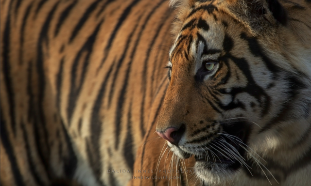 Pictured: Tiger in shadows by Dalida Innes wildlife photographer.

“If I could tell animal activists and conservationists something, I would say: Never give up! Once a species is gone that is a terrible loss to us all! #Boycott4Wildlife #Boycottpalmoil” #Wildlife Photographer @dainnes67 https://palmoildetectives.com/2021/03/28/dalida-innes/ via @palmoildetect