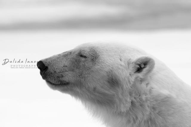 Pictured: Side profile of a blinking polar bear by Dalida Innes wildlife photographer.

“If I could tell animal activists and conservationists something, I would say: Never give up! Once a species is gone that is a terrible loss to us all! #Boycott4Wildlife #Boycottpalmoil” #Wildlife Photographer @dainnes67 https://palmoildetectives.com/2021/03/28/dalida-innes/ via @palmoildetect