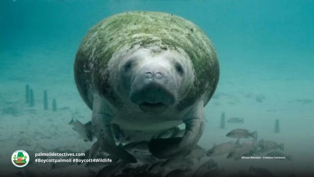 African Manatees have been a fixture in #African myths for millennia. Now they a threatened by #palmoil, #hunting, #cocoa and the pet trade. Help them every time you shop and #Boycottpalmoil #Boycott4Wildlife https://palmoildetectives.com/2023/10/08/african-manatee-trichechus-senegalensis/ via @palmoildetect