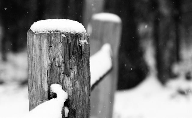 Black and white photo of a wooden fence with snow accumulating on top. Fluffy snowflakes fall all around.

Photo taken in January 2017 at Frozen Head State Park (Tennessee). This was during one of the more significant snowstorms in recent memory. East Tennessee doesn't get a lot of snow, and it usually melts within a couple of days.