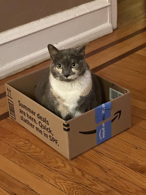 Cat sitting in an empty box.