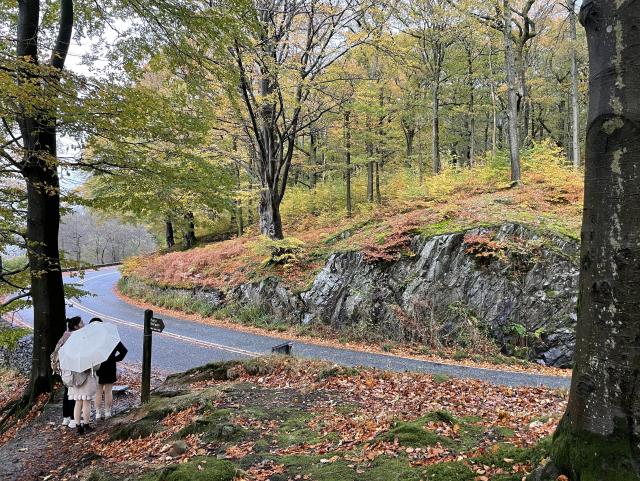 An asphalt road running through a forest that’s still green but turning yellow. The ground is covered in orange leaves. A group of people is standing next to the road, obscured by a big white umbrella. 