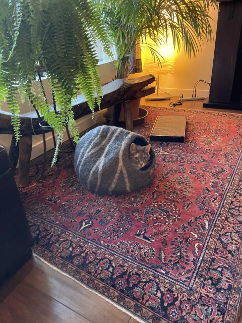 Dilute tabby cat in a felt cat cave a Persian rug.