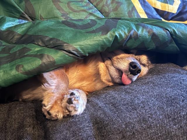 A Chiweenie lying on a grey couch under a green blanket, tongue out, paws crossed. 