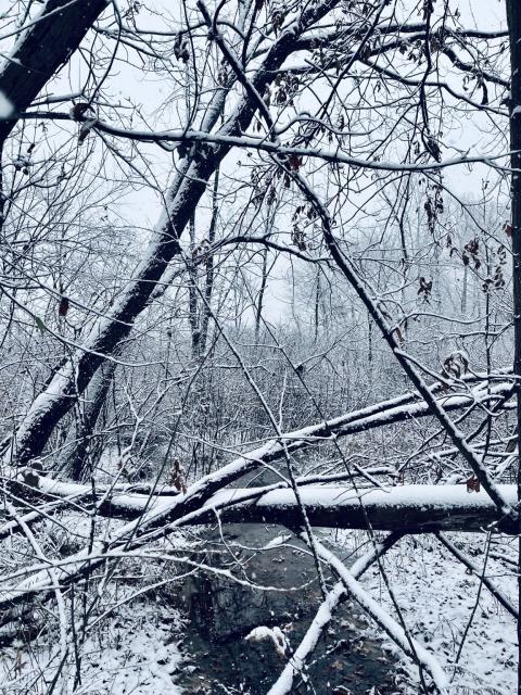 Three snow covered logs create a vertical 10 foot high triangle shape across a creek in the woods. Clearly an invitation to a sidequest that is only unlocked when the creek and marsh freeze solid in January.