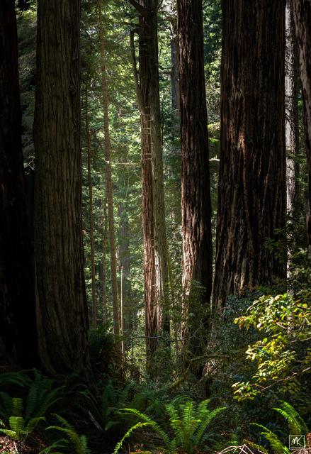 Color photo of a redwood tree forest with sunlight coming through the trees and illuminating some of the trunks and the ferns on the forest floor.