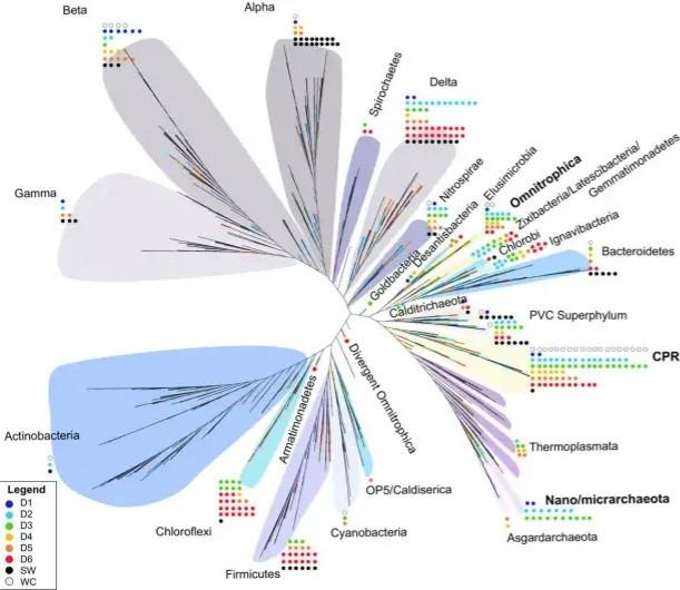 Phylogenetic tree of microbes included in thdme study