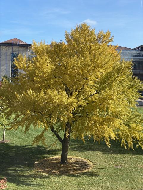 A large tree sits in a green quad on a college campus. It has a full complement of bright yellow leaves. The sky behind it is bright blue.