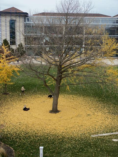 The same tree, two days later, will bare branches. All the yellow leaves make a bright circle on the ground below. A college library with lots of large glass windows is visible in the background.