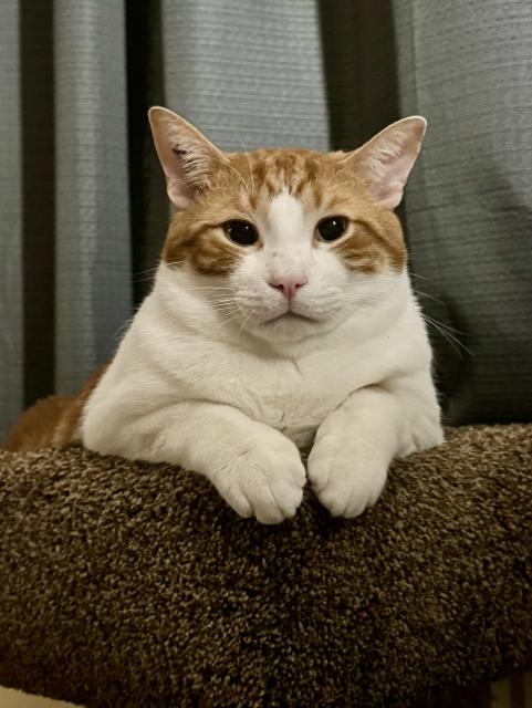 Orange and white cat in a cat tree, paws hanging down the front