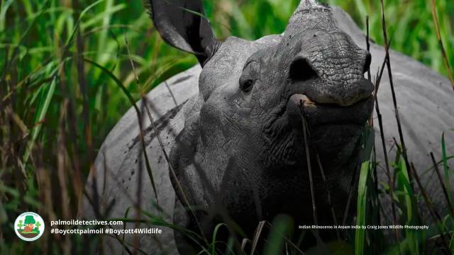 Indian #Rhinoceros are in trouble in #India their range in #Assam is earmarked for #palmoil #deforestation. Fight for them in the supermarket and #Boycottpalmoil #Boycott4Wildlife https://palmoildetectives.com/2023/09/03/indian-rhinoceros-greater-one-horned-rhino-rhinoceros-unicornis/ via @palmoildetectives 