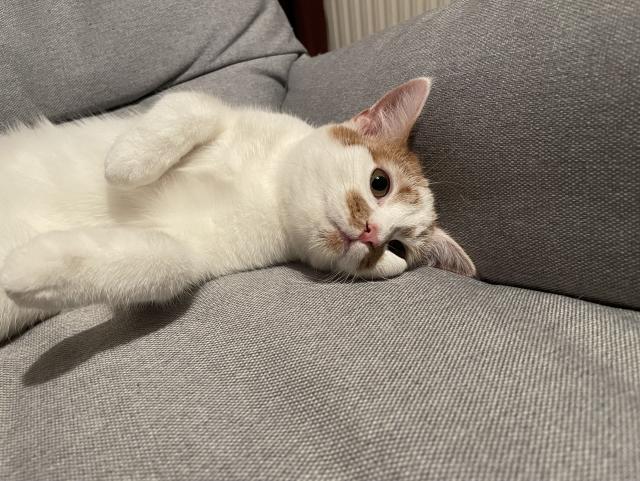 A cute white cat with orange patches ans a pink nose, looking very cute lying on a chair. 