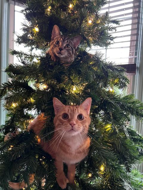 Two cats in a tree