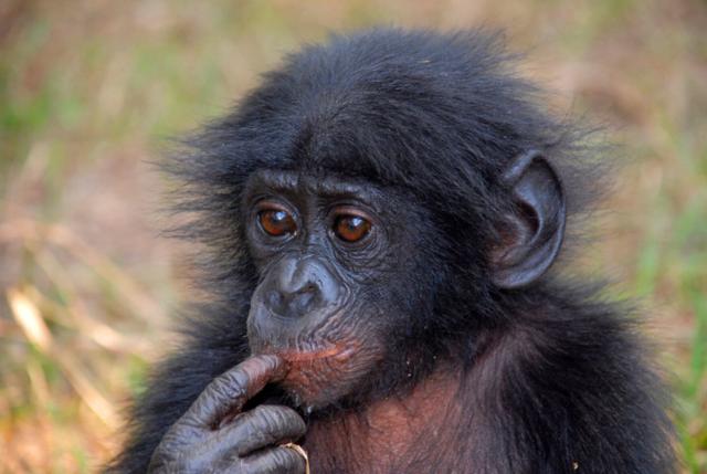 Pictured: Young  bonobo with questioning look 

#Bonobos  settle daily conflicts with love, sex and affection. We can learn how to make our democracies more peaceful from them. Help them and #Boycottpalmoil #Boycott4Wildlife https://palmoildetectives.com/2022/02/20/bonobos-can-inspire-us-to-make-our-democracies-more-peaceful/ via 
@palmoildetectives 