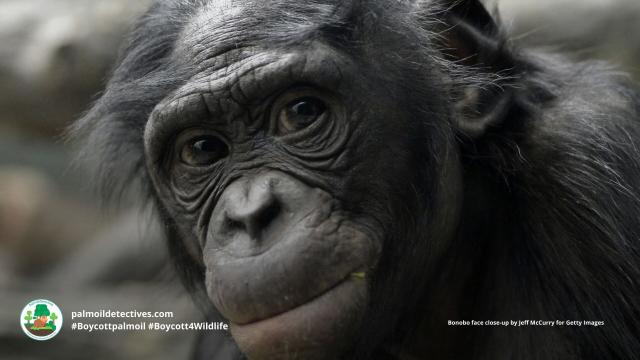 Pictured: Old bonobo with questioning look 

#Bonobos  settle daily conflicts with love, sex and affection. We can learn how to make our democracies more peaceful from them. Help them and #Boycottpalmoil #Boycott4Wildlife https://palmoildetectives.com/2022/02/20/bonobos-can-inspire-us-to-make-our-democracies-more-peaceful/ via 
@palmoildetectives 