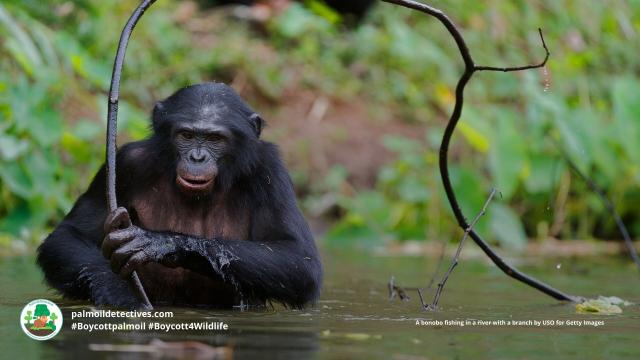 Pictured: Older bonobo fishing in river using implements 

#Bonobos  settle daily conflicts with love, sex and affection. We can learn how to make our democracies more peaceful from them. Help them and #Boycottpalmoil #Boycott4Wildlife https://palmoildetectives.com/2022/02/20/bonobos-can-inspire-us-to-make-our-democracies-more-peaceful/ via 
@palmoildetectives 
