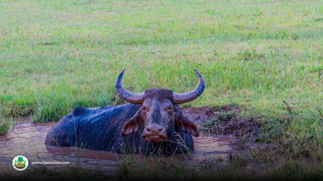 Wild Water Buffalo of #Nepal #India and other parts of Asia is endangered due to #deforestation #hunting there are only 3,400 of them left. Support these animals with your weekly shop and #Boycott4Wildlife https://palmoildetectives.com/2021/02/05/wild-water-buffalo-bubalus-arnee/ via 
