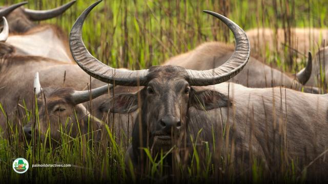 Wild Water Buffalo of #Nepal #India and other parts of Asia is endangered due to #deforestation #hunting there are only 3,400 of them left. Support these animals with your weekly shop and #Boycott4Wildlife https://palmoildetectives.com/2021/02/05/wild-water-buffalo-bubalus-arnee/ via 
