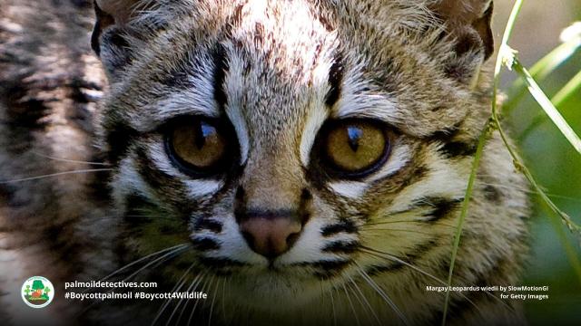Pictured - Margay kitten close up. 

The graceful and beautiful small #wildcat the #margay is now 'Near Threatened' by #hunting, #palmoil #soy #meat agriculture in #Mexico #Brazil #Venezuela #CostaRica #Colombia. Help them survive and #Boycottpalmoil #Boycott4Wildlife https://palmoildetectives.com/2023/11/26/margay-leopardus-wiedii/ via 
