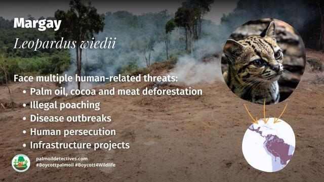 Pictured - Margays - threats to their survival. 

The graceful and beautiful small #wildcat the #margay is now 'Near Threatened' by #hunting, #palmoil #soy #meat agriculture in #Mexico #Brazil #Venezuela #CostaRica #Colombia. Help them survive and #Boycottpalmoil #Boycott4Wildlife https://palmoildetectives.com/2023/11/26/margay-leopardus-wiedii/ via 
