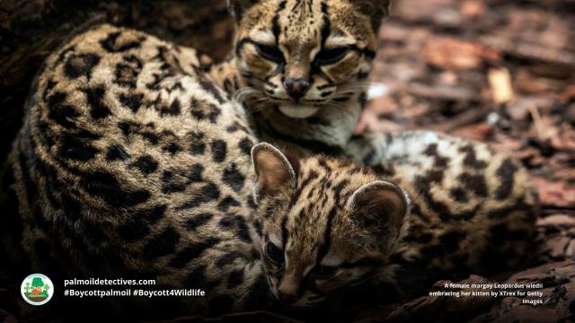 Pictured - Baby Margay kittens close up. 

The graceful and beautiful small #wildcat the #margay is now 'Near Threatened' by #hunting, #palmoil #soy #meat agriculture in #Mexico #Brazil #Venezuela #CostaRica #Colombia. Help them survive and #Boycottpalmoil #Boycott4Wildlife https://palmoildetectives.com/2023/11/26/margay-leopardus-wiedii/ via 
